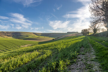 An idyllic farm landscape in rural Sussex, with a blue sky overhead