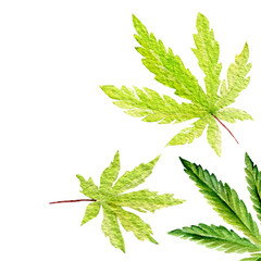 Set of green cannabis indica leaves painted in watercolor. Hand drawn marijuana illustration isolated on white  - 763927963