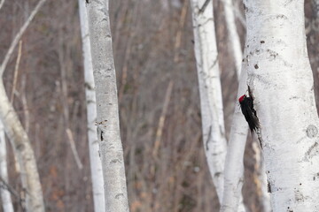 木に止まるクマゲラ