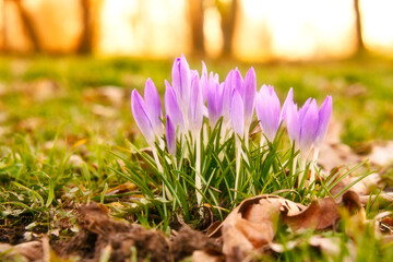 Crocuses in a meadow in soft warm light. Spring flowers that herald spring. Flowers