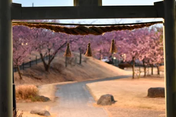 Gordijnen Cherry blossoms seen from the torii gate　鳥居からの桜 © mikky