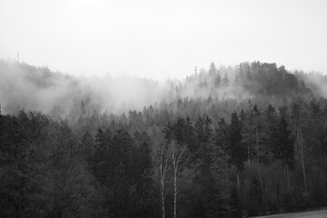 Foggy forest on a mountain in the Elbe Sandstone Mountains in black and white