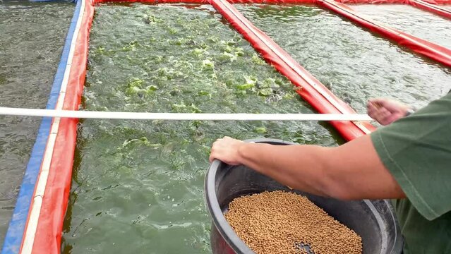 Man is Feeding cat fish in pond. Ponds containing catfish are fed food in the form of pellets at catfish farms. Boiling water surface