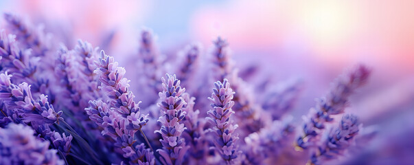 Close up of lavender flowers against purple bokeh background. Freshness and aroma concept banner.