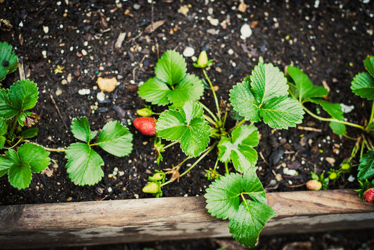 Toned photo wooden raised bed garden with green and juicy ripe strawberry fruits ready to harvest, urban homestead farming in Dallas, Texas, USA, grow your own food trend, healthy lifestyle