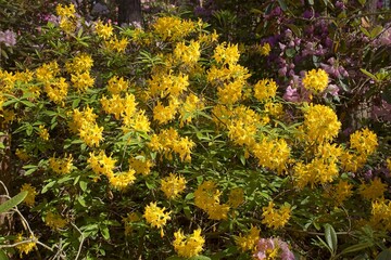 Blooming flowers at Haaga Rhododendron Park in summer, Helsinki, Finland.