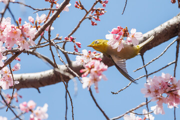 美しいシダレザクラの間を飛び回って花の蜜を吸う可愛いメジロ（メジロ科）。

日本国神奈川県横浜市鶴見区、三ツ池公園にて。
2024年3月20日撮影。

Lovely Japanese White Eye (Zosterops Japonica, family comprising white eyes) flitting among the beautiful Weeping Cherry (Pr