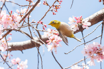 美しいシダレザクラの間を飛び回って花の蜜を吸う可愛いメジロ（メジロ科）。

日本国神奈川県横浜市鶴見区、三ツ池公園にて。
2024年3月20日撮影。

Lovely Japanese White Eye (Zosterops Japonica, family comprising white eyes) flitting among the beautiful Weeping Cherry (Pr