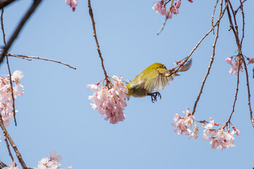 美しいシダレザクラの間を飛び回って花の蜜を吸う可愛いメジロ（メジロ科）。

日本国神奈川県横浜市鶴見区、三ツ池公園にて。
2024年3月20日撮影。

Lovely Japanese White Eye (Zosterops Japonica, family comprising white eyes) flitting among the beautiful Weeping Cherry (Pr