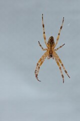 Detailed closeup of underside of a spider on a web.