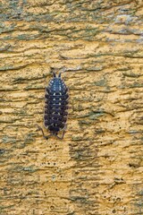 Detailed closeup of crawling common shiny woodlouse (Oniscus asellus) on a piece of wood in forest. 