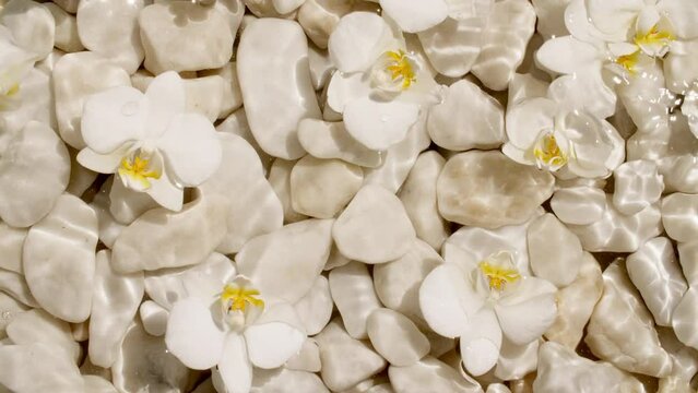 Flowers orchid on water surface with drops. Pure water with reflections sunlight and shadows. Slow motion of waves water. Packaging for design, advertising, products. High quality 4k footage