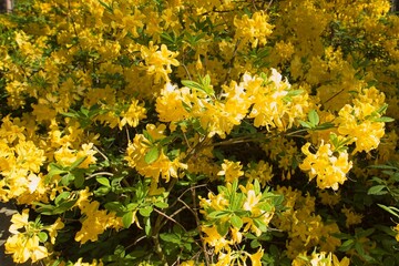 Blooming flowers at Haaga Rhododendron Park in summer, Helsinki, Finland.