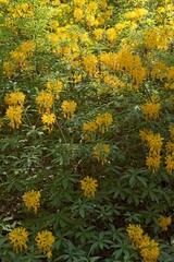 Blooming flowers at Haaga Rhododendron Park in summer, Helsinki, Finland.