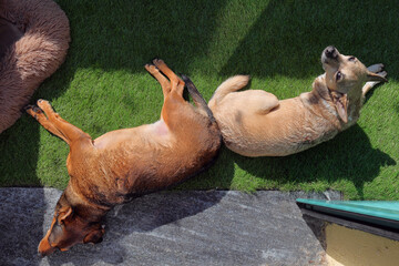 cani sul terrazzo di casa a prendere il sole, dogs on the terrace of the house sunbathing - 763937911
