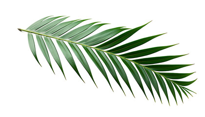 Fototapeta premium view of beautifully multicolored leaf