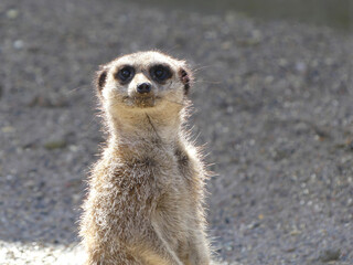 Meerkat on guard. Suricata portrait standing watching and patrolling. staring at something outside the picture frame