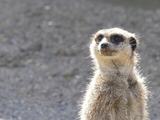 Meerkat on guard. Suricata portrait standing watching and patrolling. staring at something outside the picture frame