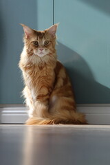 Cat and Sunshine