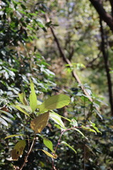 Forest in spring