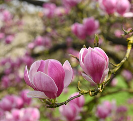 Beautiful close-op of magnolia x soulangeana flowers