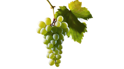 bunch of grapes isolated on a white background