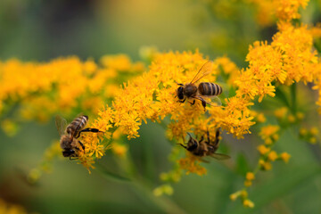 Honigbienen (Apis) auf gelben Blüten 