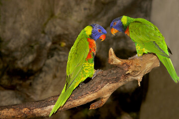 Regenbogenlori (Trichoglossus moluccanus) bunter Papagei sitzt auf Ast