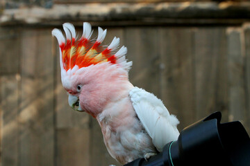 Inkakakadu (Lophochroa leadbeateri) Papagei sitzt auf Objekttiv - obrazy, fototapety, plakaty