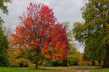 Autumn colours in English parkland