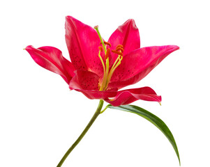 Beautiful red Lily (Lilium, Liliaceae) isolated on white background, including clipping path.