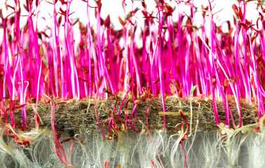 Mold and rot close up on the white roots and red sprouts microgreen of amaranth. Problems of growing useful shoots arising from improper plant care.