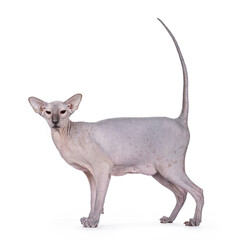 Blue point Peterbald cat, standing side ways. Looking to camera. Isolated on a white background.