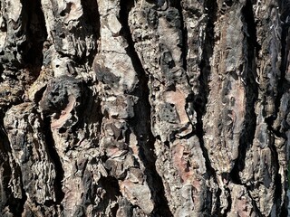 bark of a tree