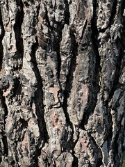 bark of a tree