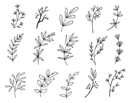 Vector branches and leaves.