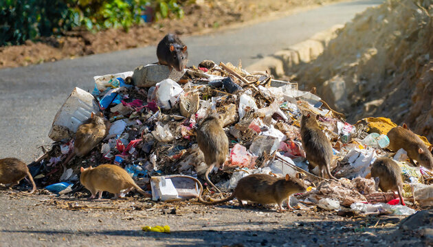 Symbolik, ein Haufen verrotteter M&uuml;ll am Stra&szlig;enrand, mit Ratten darauf, KI-generiert
