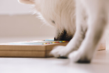 Smart dog is looking for delicious dried treats in intellectual game and eating them, close up....