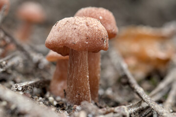 Cogumelos no Parque Nacional Peneda-Gerês