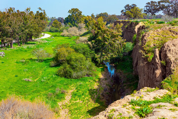 Beautiful blooming park