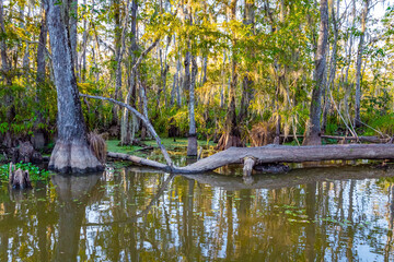 Fallen trees in swamps