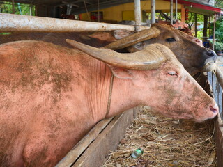 albino buffalo was sticking its neck out of its pen to eat food in a feed trough