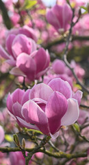 Fototapeta premium Beautiful close-op of a magnolia x soulangeana flower