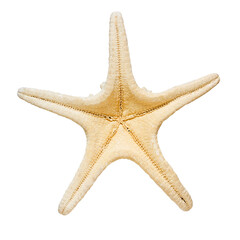 Starfish isolated on transparent background. Png. Marine life and sea creatures concept	