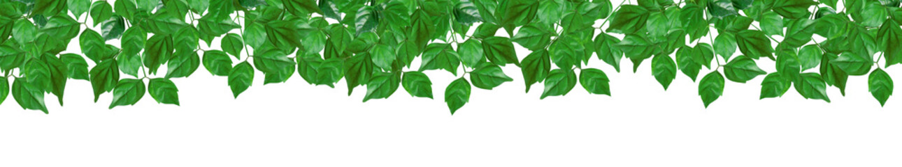 Fototapeta na wymiar Fresh green leaves frame isolated on transparent background, png