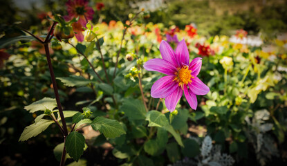 Cosmos flower at summer. Selective focus with shallow depth of field.
