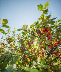 Ripe red cherries on a tree branch. Selective focus. - 763955157