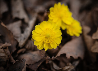 Close up view of the first spring flowers among withered leaves. Selective focus with shallow depth of field.