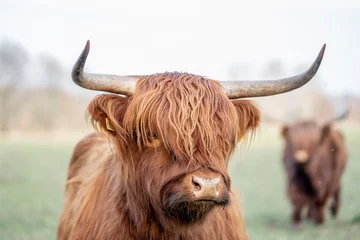 Crédence de cuisine en verre imprimé Highlander écossais beautiful Scottish Highland cow in nature grass setting portrait animal