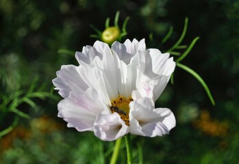 white cosmos